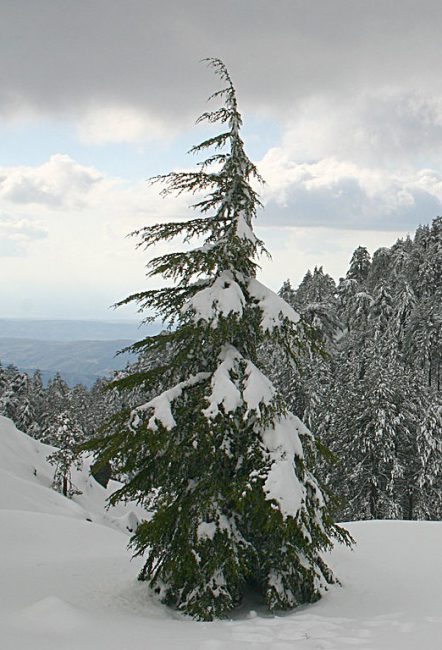 ארז קפריסאי מכוסה שלג