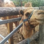 פארק הגמלים בכפר מזוטוס ליד לרנקה