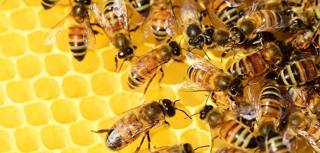 דבורים על חלת דבש בקפריסין