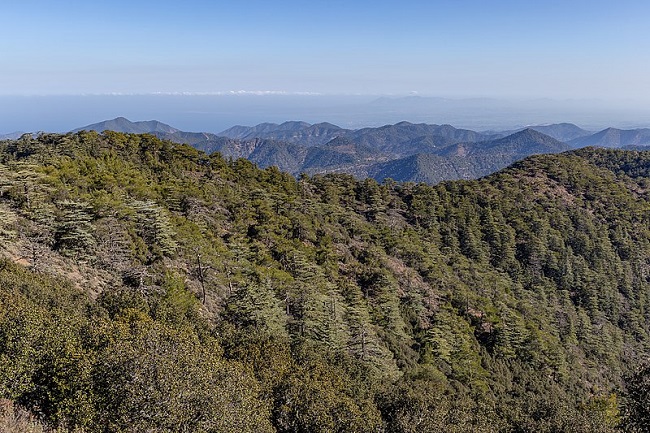 עצי ארז ואורנים במורדות הר טריפילוס, עמק הארזים, הרי טרודוס, קפריסין