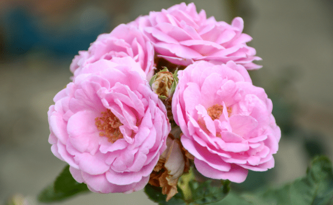 ורד דמשק - השושן המצוי בכפר אגרוס