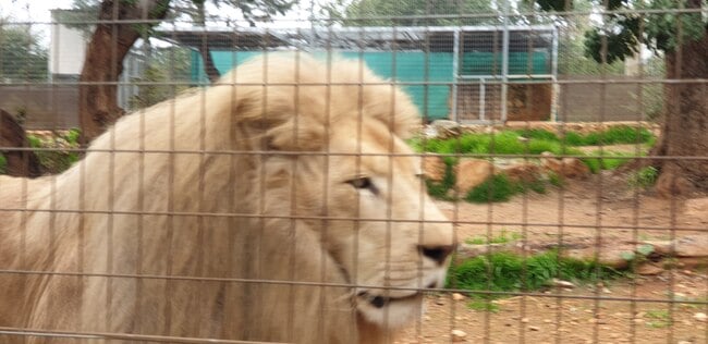 אריה לבקן בגן החיות של פאפוס
