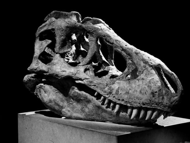 עצמות דינוזאור טרבוזאורוס