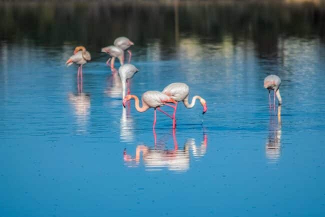 פלמינגו באגם המלח של לרנקה